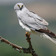 Hawks in danger of extinction in illegal hunting campaign